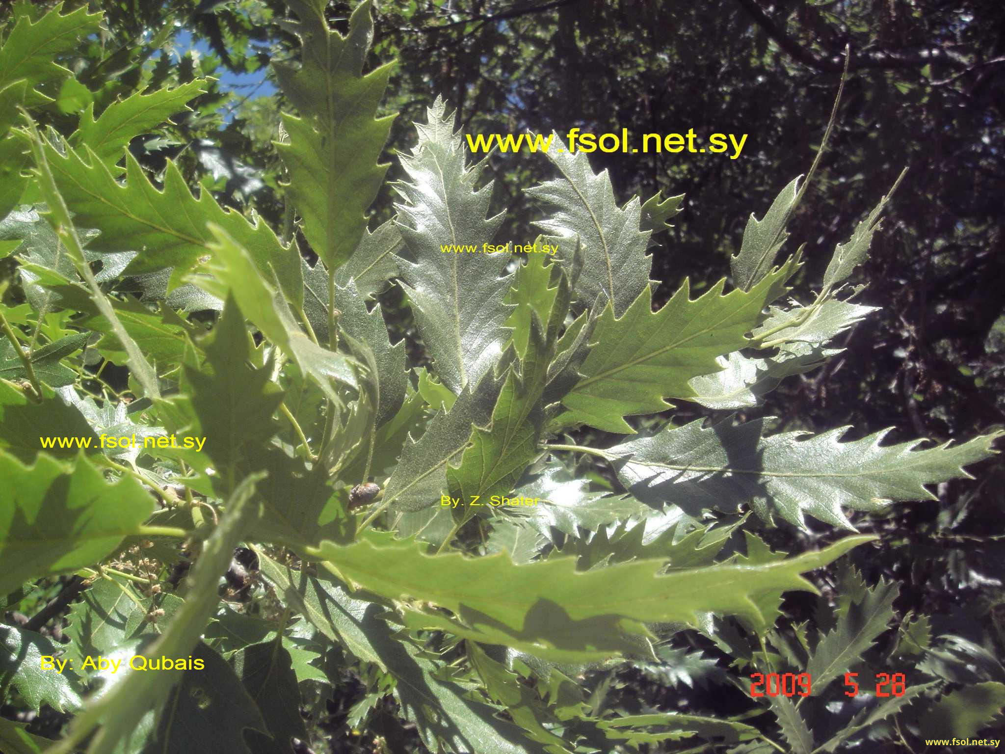 Quercus libani Oliv.